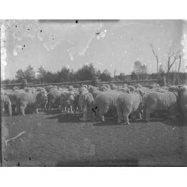 Flock of ram hoggets, 1906