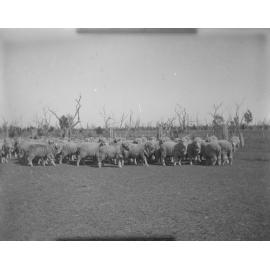 Sale rams and hoggets, 1906