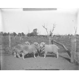 Three ram hogs, 1906