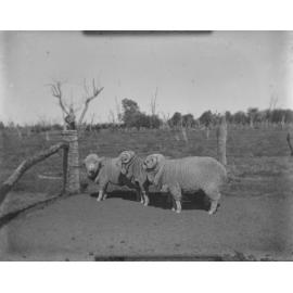 Three ram hogs, 1906