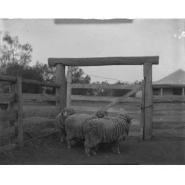 Ram hogs, 1906