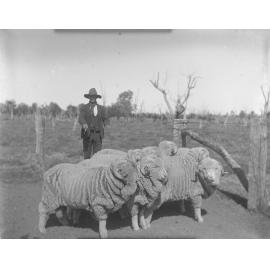 Man and ram hogs, 1906