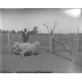 Two ram hogs and a man, 1906