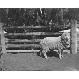 Stud hog ram 366, 1906