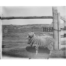 Special stud hog ram 335, c.1906