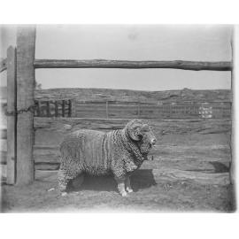 3rd stud ram hog, 315
