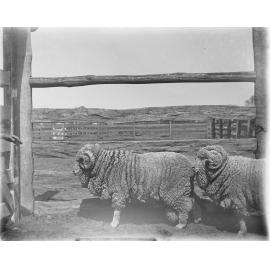 Stud hog rams 309 and 323