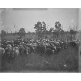 Mustering a herd of cows