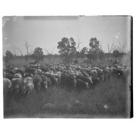 Mustering a herd of cows