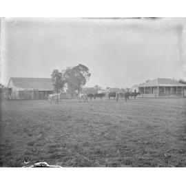 Welltown stable and store, 1905