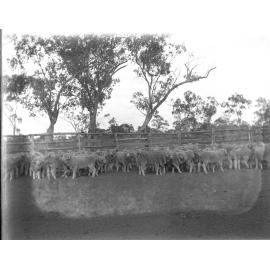 Sheep in a fenced yard