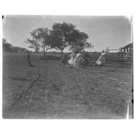 Children playing in a paddock