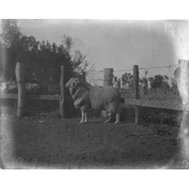 A sheep at Welltown Station