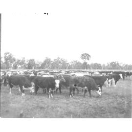 Cattle, [Welltown Station]