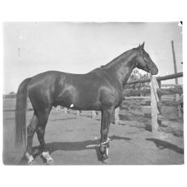 A horse, [Welltown Station], c.1907