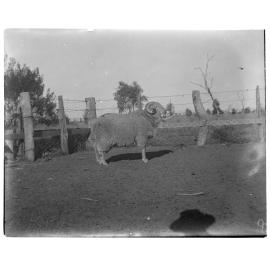 A sheep, 1917
