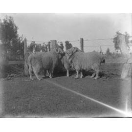 Huddled sheep, [Welltown Station], 1917