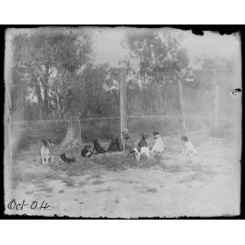 Dogs sitting near a wire fence, 1904