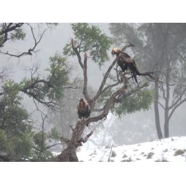 Anaiwan Country (Armidale, NSW) by Christopher Bonning