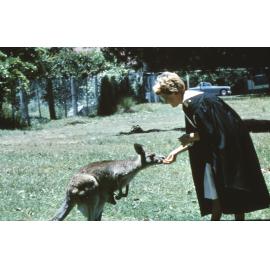 Student feeding a kangaroo at the Deer Park