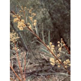 Kamilaroi Country (Tamworth, NSW) by Isabella Parker