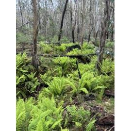 Ngarigo Country (Snowy Valleys, NSW) by Megs Butz
