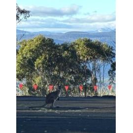Ngarigo Country (Snowy Valleys, NSW) by Megs Butz