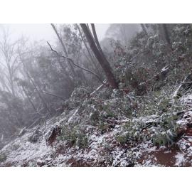 Ngarigo Country (Snowy Valleys, NSW) by Megs Butz