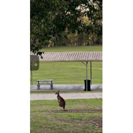 Turrbal Country (Brisbane, Qld) by Elissa Lott