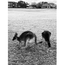 Whadjuk Noongar Country (Swan, WA) by Wilen Subburayan 