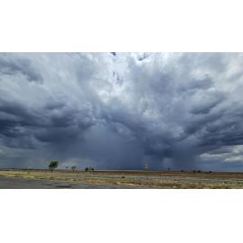 Koa Country (Winton, Qld) by Jane Metcalfe
