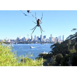 Cammeraygal Country (Sydney, NSW) by Louise de Freitas