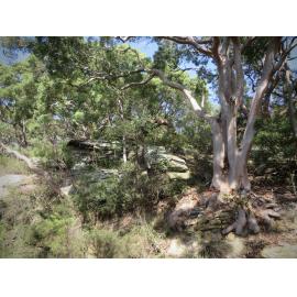 Cammeraygal Country (Waverton, NSW) by Louise de Freitas