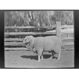 Stud Ram Hog 363, August 1906 