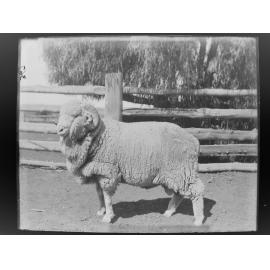 Stud Ram Hog 367, August 1906