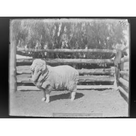 Stud Ram Hog 388, August 1906