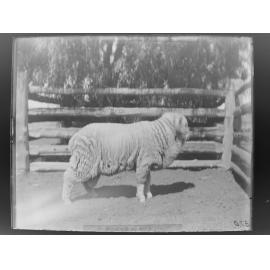Stud Ram Hog 370, August 1906