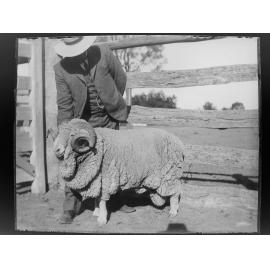 Man showing a ram [Welltown]