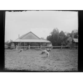 Five sheep in a paddock by a house [Welltown]