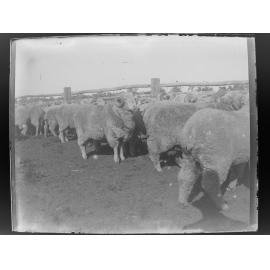 Sheep [Welltown]