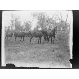 Murillo stallion, 1906