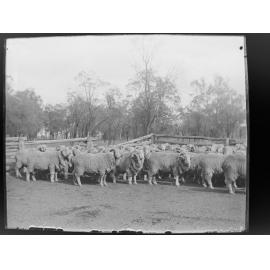 Rams in a fenced yard [Welltown]