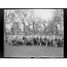 Group of rams in a yard [Welltown]