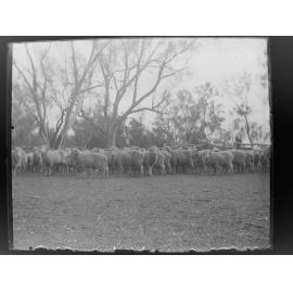 Large herd of sheep in a paddock  [Welltown]