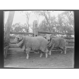 Two sheep ina fenced yard [Welltown]