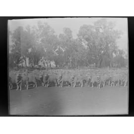 Large herd of sheep in a yard