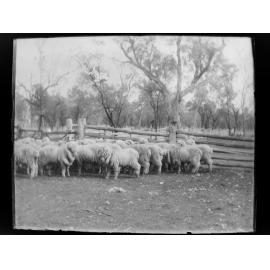 Group of huddled sheep in a fenced yard