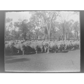 Group of sheep in a yard