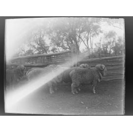 Five sheep in the yards