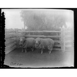 Two sheep in a yard, October 1904